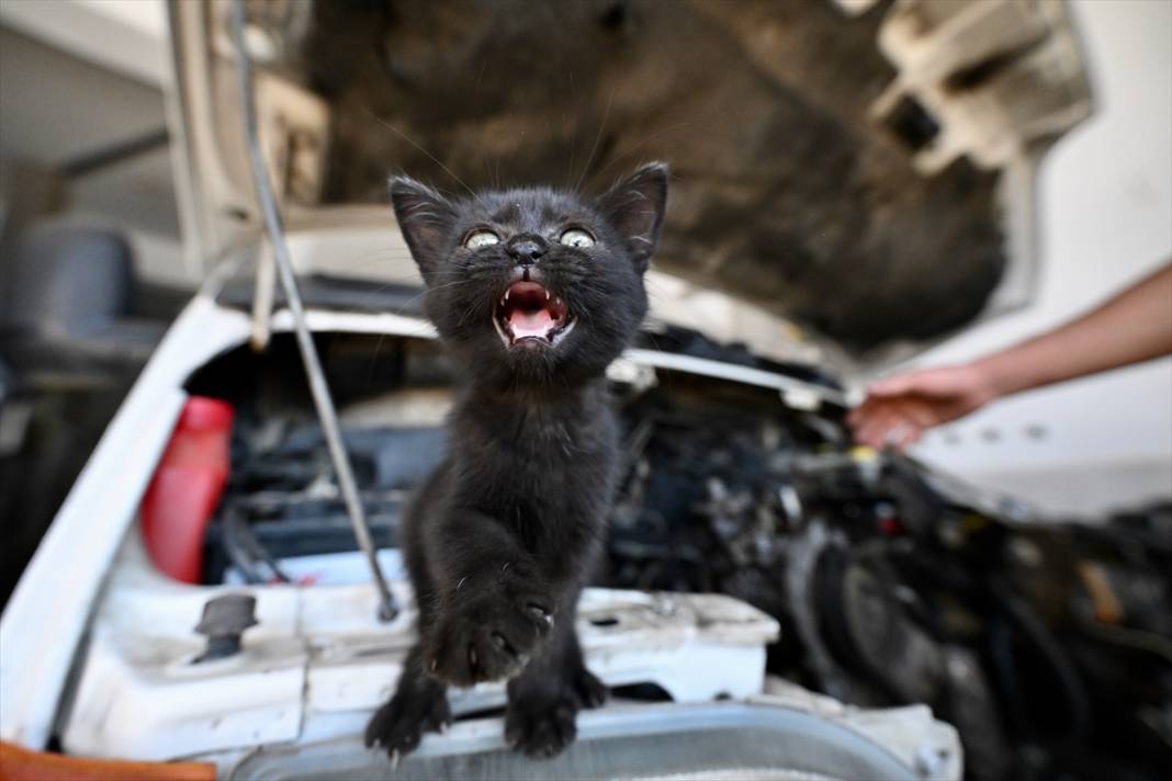 Tamirhanenin yeni Çırak'ı görenlerin yüzünü güldürüyor 8